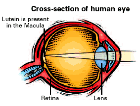 cross-section-of-eye.ashx